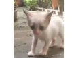 não tem ainda