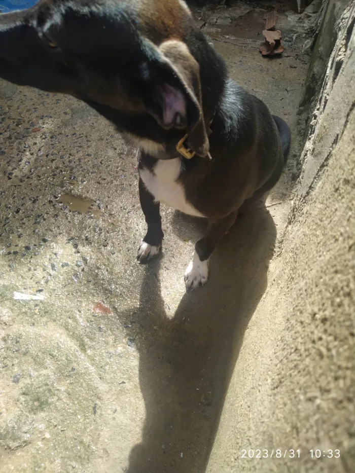 Cachorro ra a Vira lata idade 1 ano nome Wandinha 