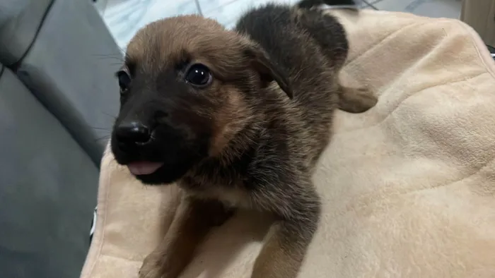 Cachorro ra a Pastor Alemão idade 2 a 6 meses nome Sem nome 