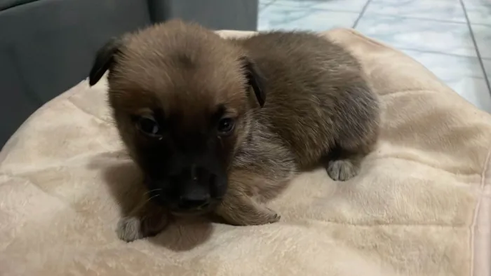 Cachorro ra a Pastor Alemão idade 2 a 6 meses nome Sem nome 