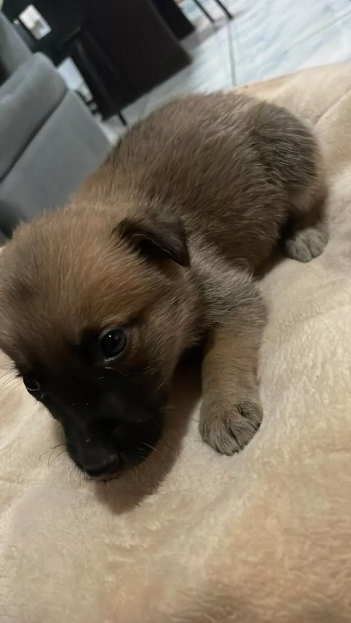 Cachorro ra a Pastor Alemão idade 2 a 6 meses nome Sem nome 