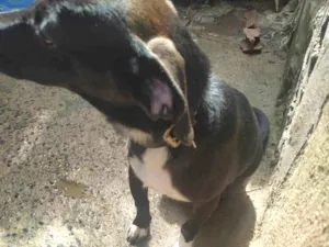 Cachorro raça Vira lata idade 1 ano nome Wandinha 