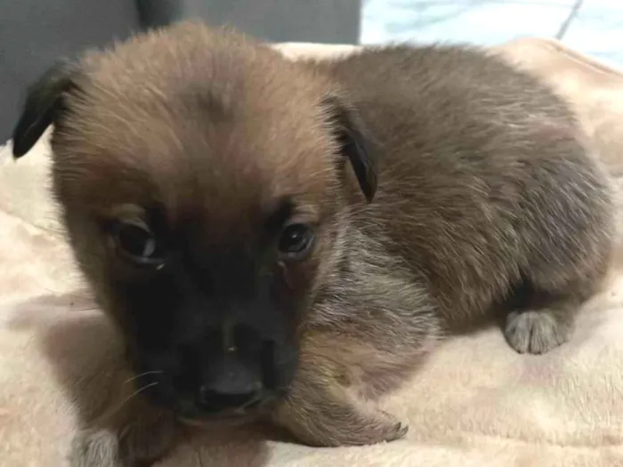 Cachorro ra a Pastor Alemão idade 2 a 6 meses nome Sem nome 