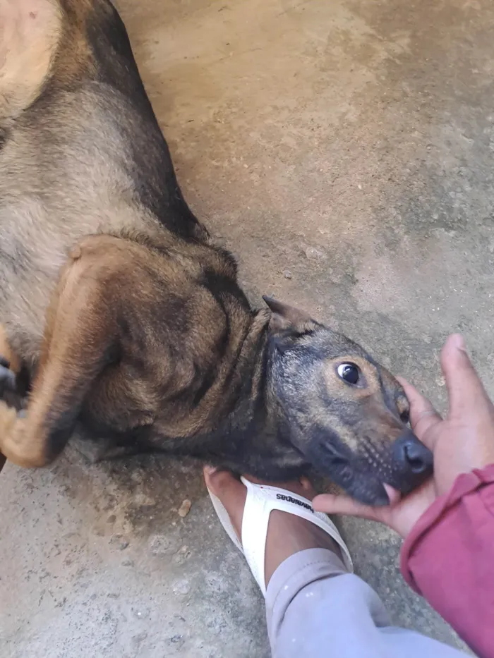 Cachorro ra a Pastor Alemão com Vira Lata idade 1 ano nome Mel