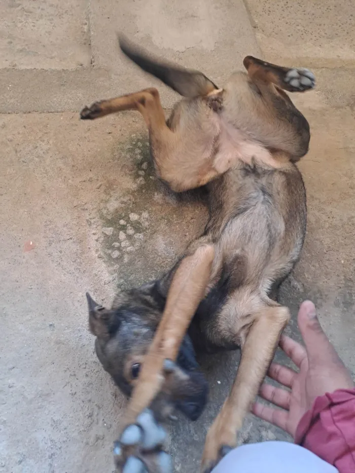 Cachorro ra a Pastor Alemão com Vira Lata idade 1 ano nome Mel