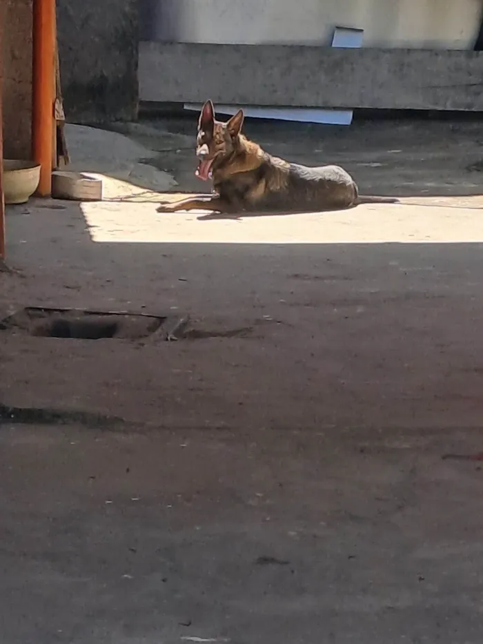 Cachorro ra a Pastor Alemão com Vira Lata idade 1 ano nome Mel