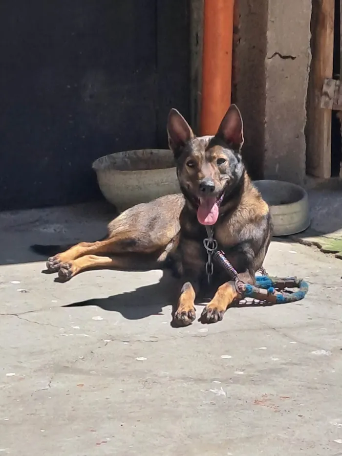 Cachorro ra a Pastor Alemão com Vira Lata idade 1 ano nome Mel