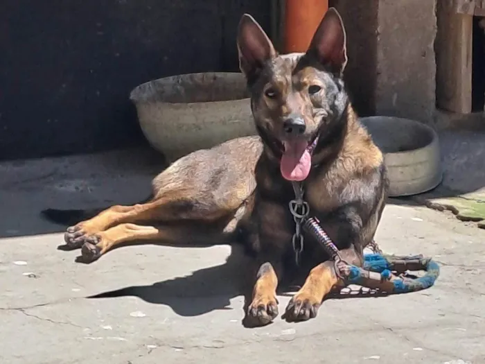 Cachorro ra a Pastor Alemão com Vira Lata idade 1 ano nome Mel