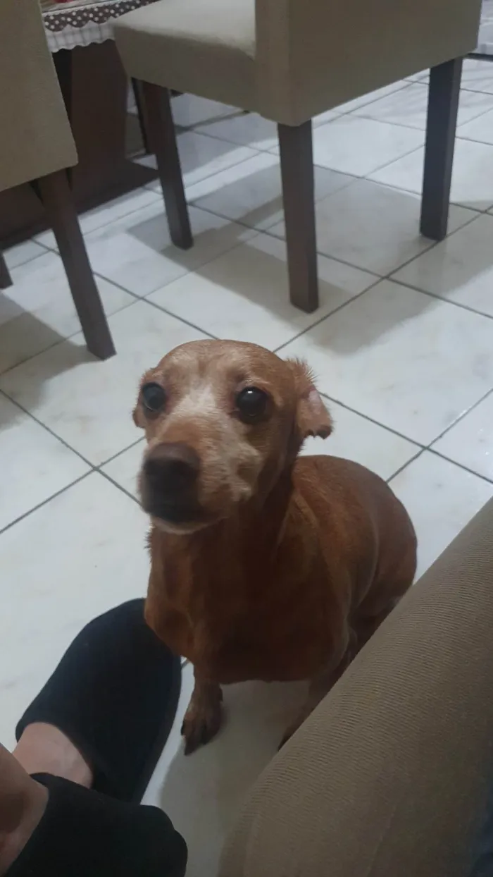 Cachorro ra a SRD-ViraLata idade 6 ou mais anos nome Mel