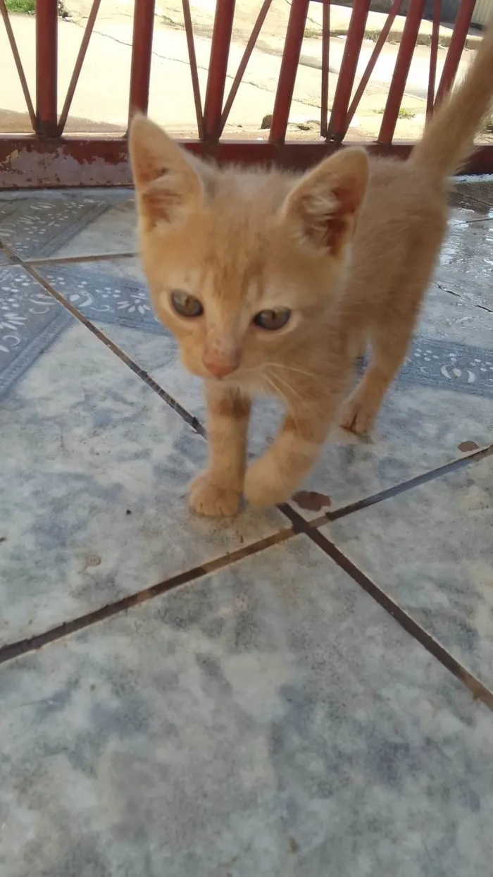 Gato ra a  idade 2 a 6 meses nome Sem nome