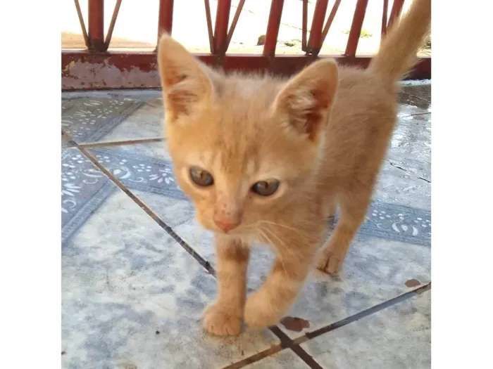 Gato ra a  idade 2 a 6 meses nome Sem nome