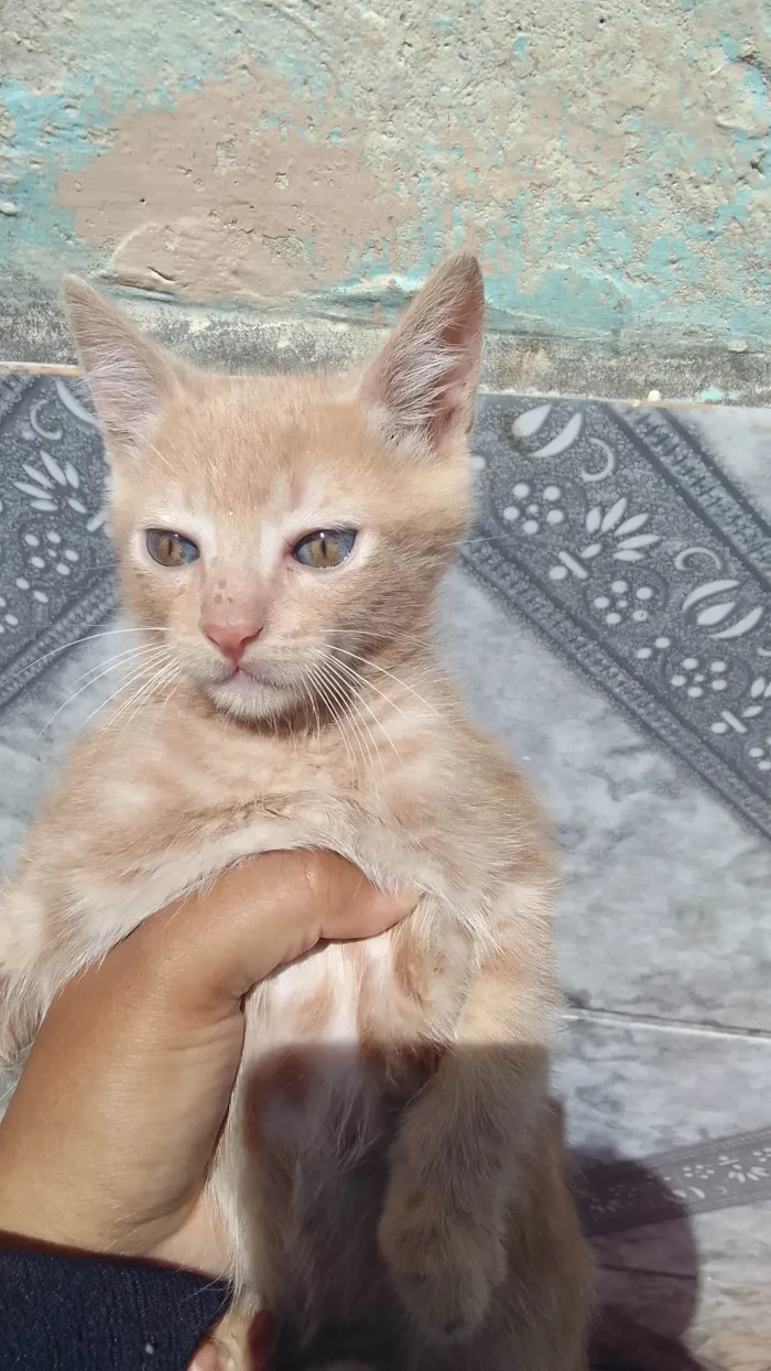 Gato ra a  idade 2 a 6 meses nome Sem nome