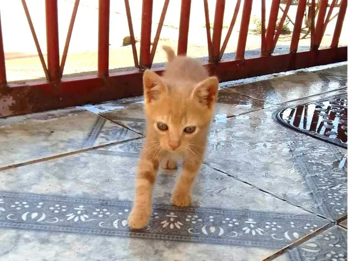 Gato ra a  idade 2 a 6 meses nome Sem nome