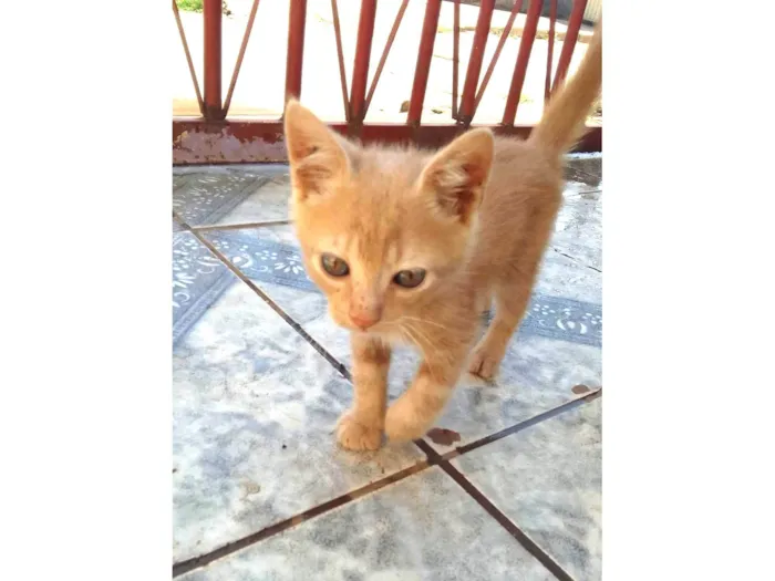 Gato ra a  idade 2 a 6 meses nome Sem nome