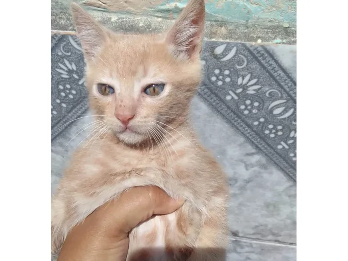Gato ra a  idade 2 a 6 meses nome Sem nome