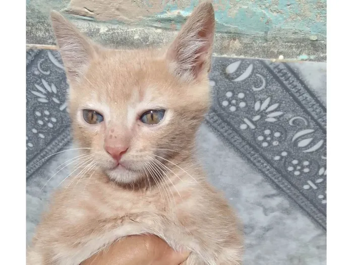 Gato ra a  idade 2 a 6 meses nome Sem nome
