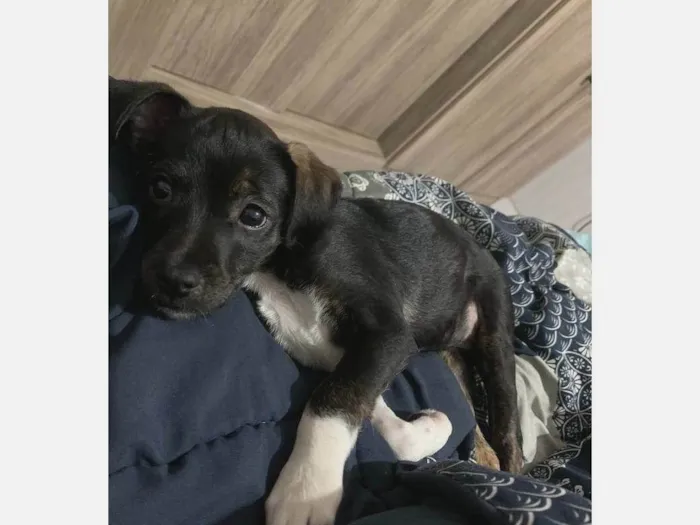 Cachorro ra a SRD-ViraLata idade Abaixo de 2 meses nome Zuri