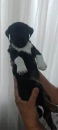 Zuri