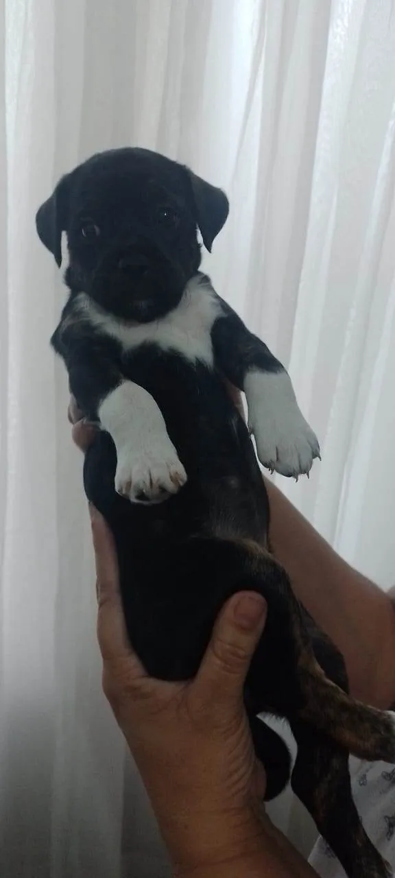 Cachorro ra a SRD-ViraLata idade Abaixo de 2 meses nome Zuri