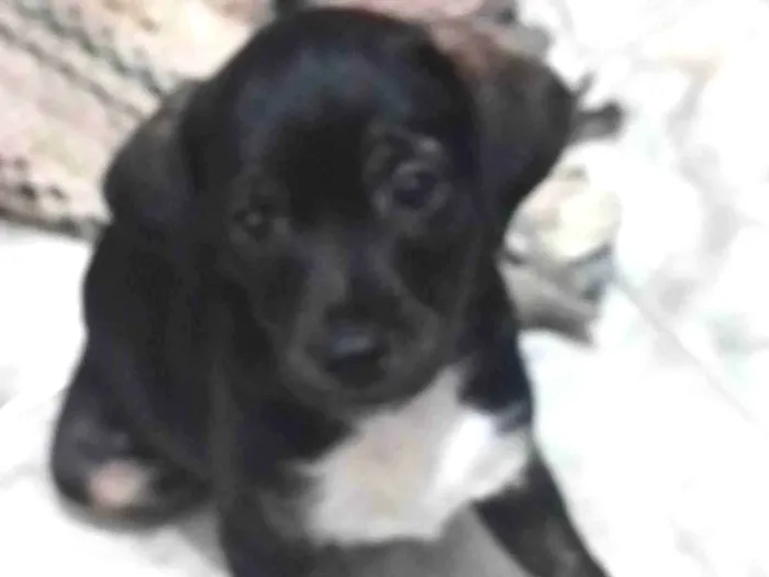 Cachorro ra a SRD-ViraLata idade Abaixo de 2 meses nome Zuri