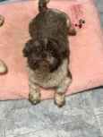 Dudu