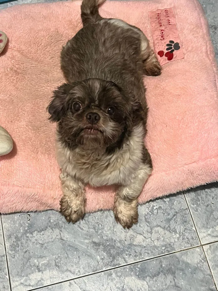 Cachorro ra a Shitzu idade 3 anos nome Dudu