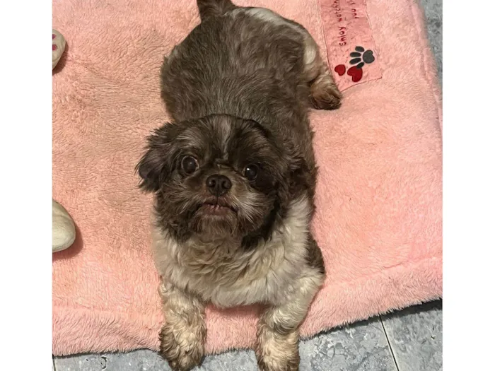 Cachorro ra a Shitzu idade 3 anos nome Dudu