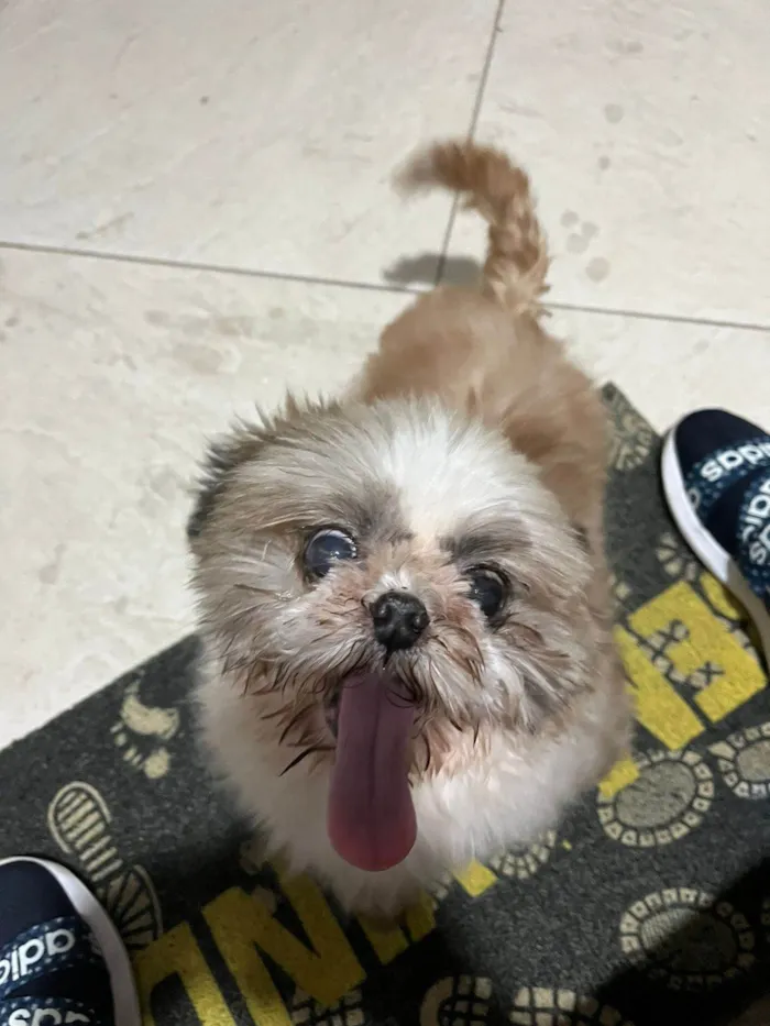 Cachorro ra a Shitzu idade 6 ou mais anos nome Bart