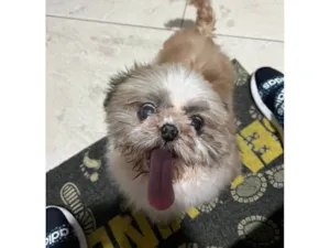 Cachorro raça Shitzu idade 6 ou mais anos nome Bart