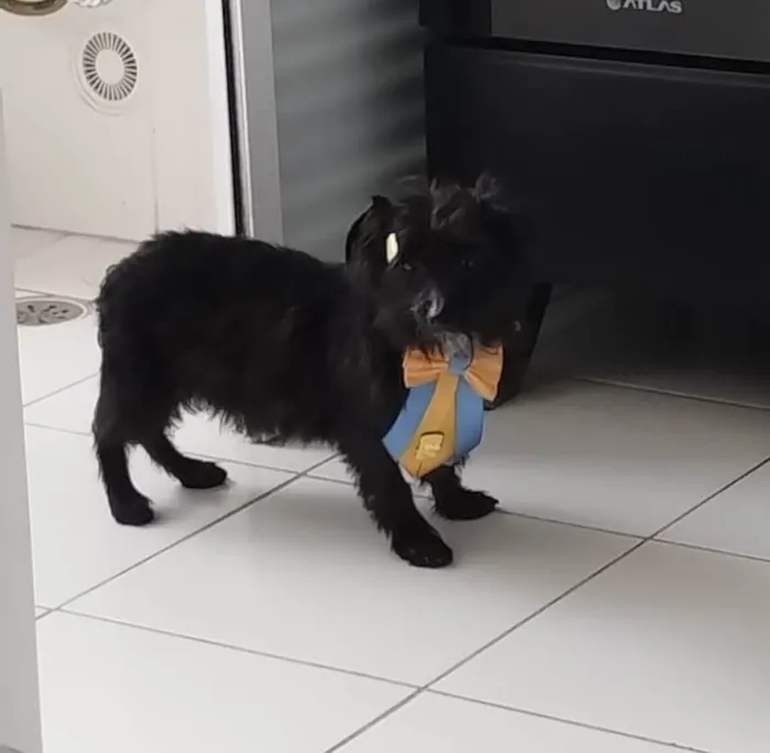 Cachorro ra a Indefinida idade 2 a 6 meses nome Barttho