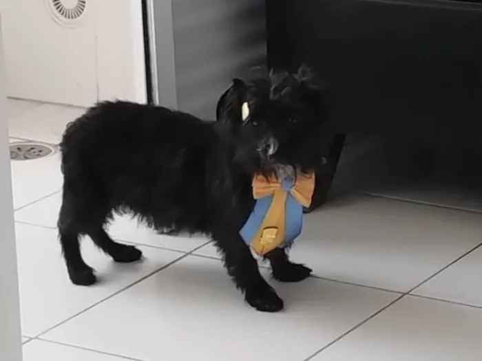 Cachorro ra a Indefinida idade 2 a 6 meses nome Barttho