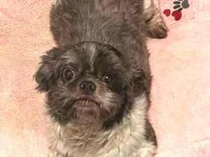 Cachorro raça Shitzu idade 3 anos nome Dudu