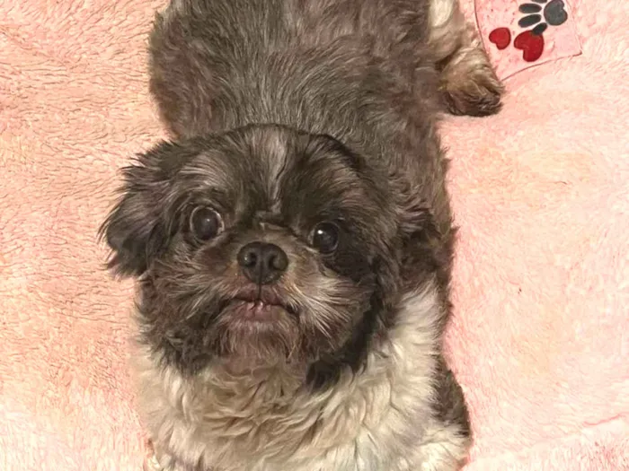 Cachorro ra a Shitzu idade 3 anos nome Dudu