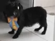 Barttho