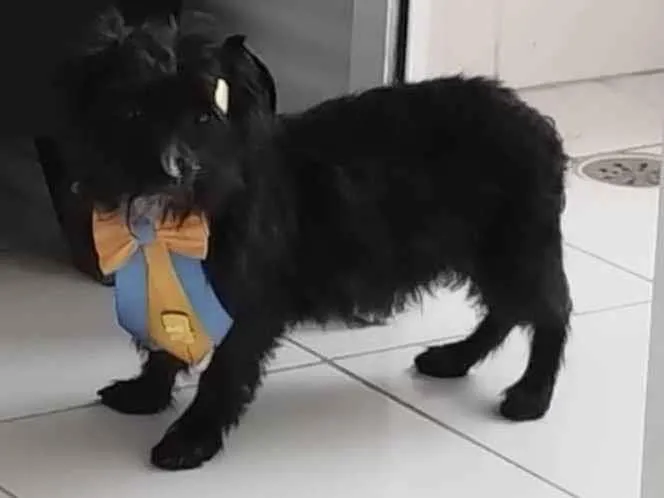 Cachorro ra a Indefinida idade 2 a 6 meses nome Barttho