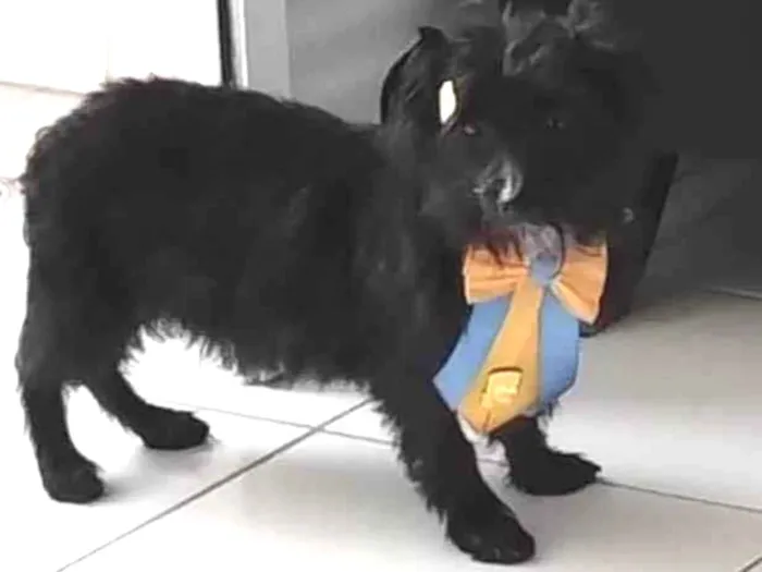 Cachorro ra a Indefinida idade 2 a 6 meses nome Barttho