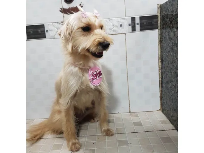 Cachorro ra a SRD-ViraLata idade 7 a 11 meses nome Barbie