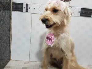 Cachorro raça SRD-ViraLata idade 7 a 11 meses nome Barbie