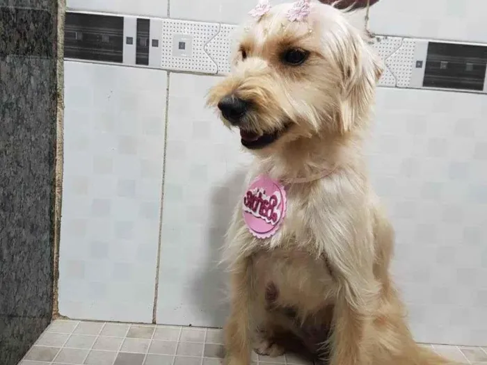 Cachorro ra a SRD-ViraLata idade 7 a 11 meses nome Barbie