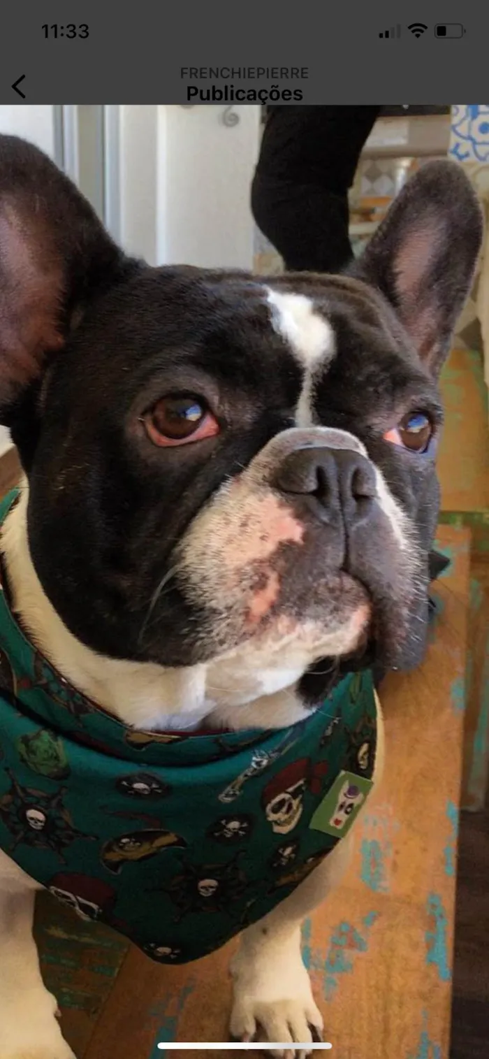 Cachorro ra a Bulldog idade 6 ou mais anos nome Pierre e Lion 