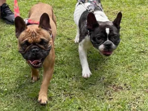 Cachorro raça Bulldog idade 6 ou mais anos nome Pierre e Lion 