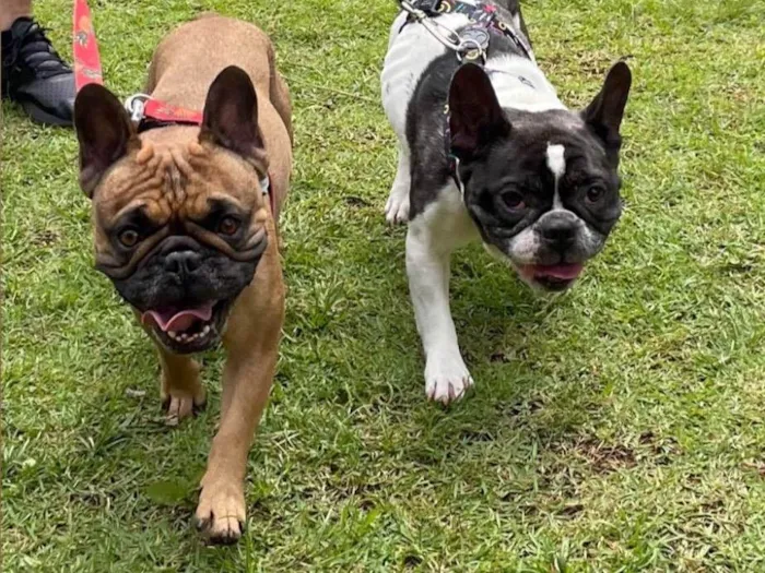Cachorro ra a Bulldog idade 6 ou mais anos nome Pierre e Lion 