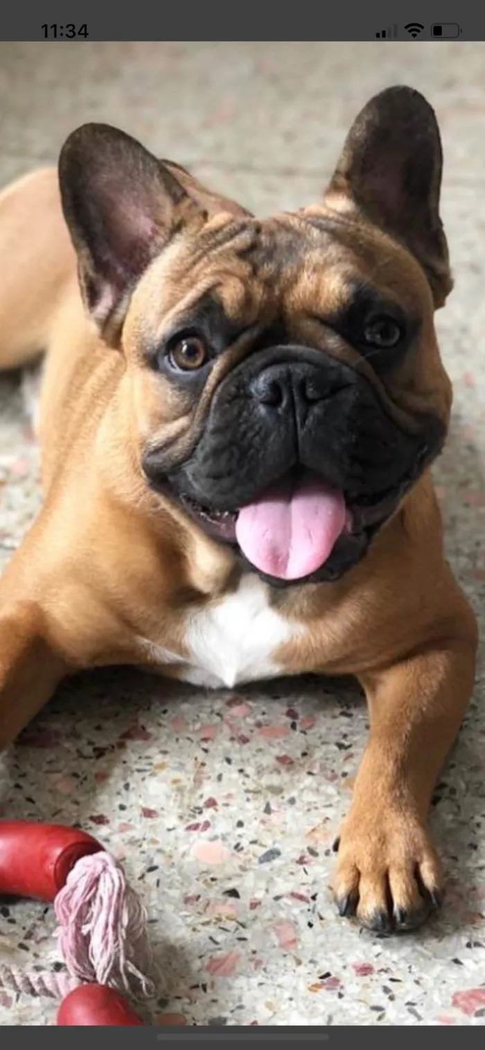 Cachorro ra a Bulldog idade 6 ou mais anos nome Pierre e Lion 