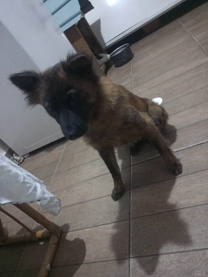 Cachorro ra a SRD-ViraLata idade 3 anos nome Pipita