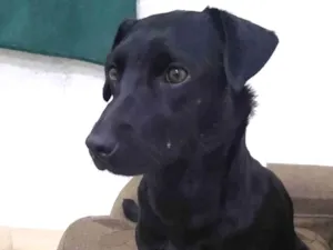 Cachorro raça SRD-ViraLata idade 7 a 11 meses nome Bela
