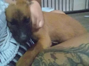 Cachorro raça SRD-ViraLata idade 2 a 6 meses nome Tigrão e mel