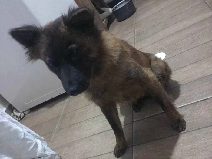 Cachorro ra a SRD-ViraLata idade 3 anos nome Pipita