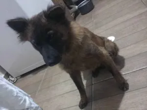 Cachorro raça SRD-ViraLata idade 3 anos nome Pipita