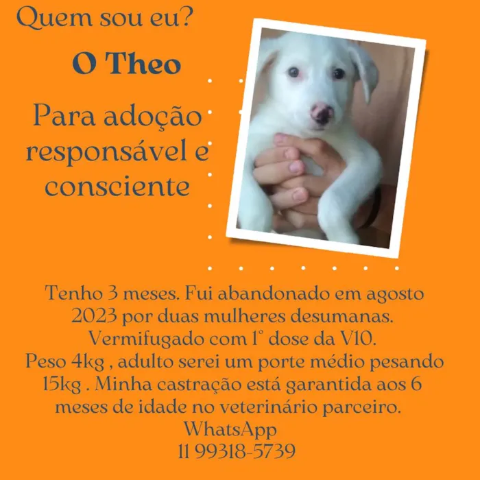 Cachorro ra a Srd idade 2 a 6 meses nome Théo