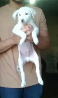 Théo
